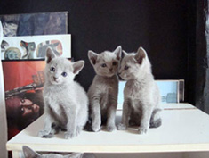 Opera kittens